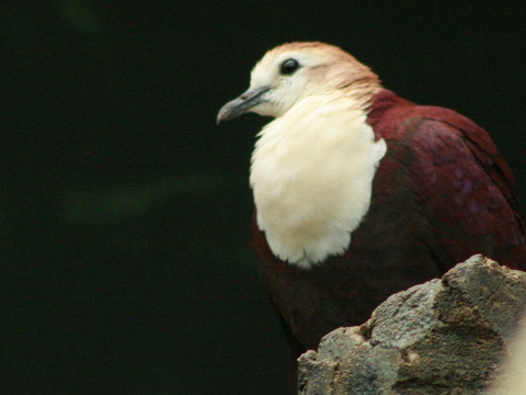 White-throated Ground-dove