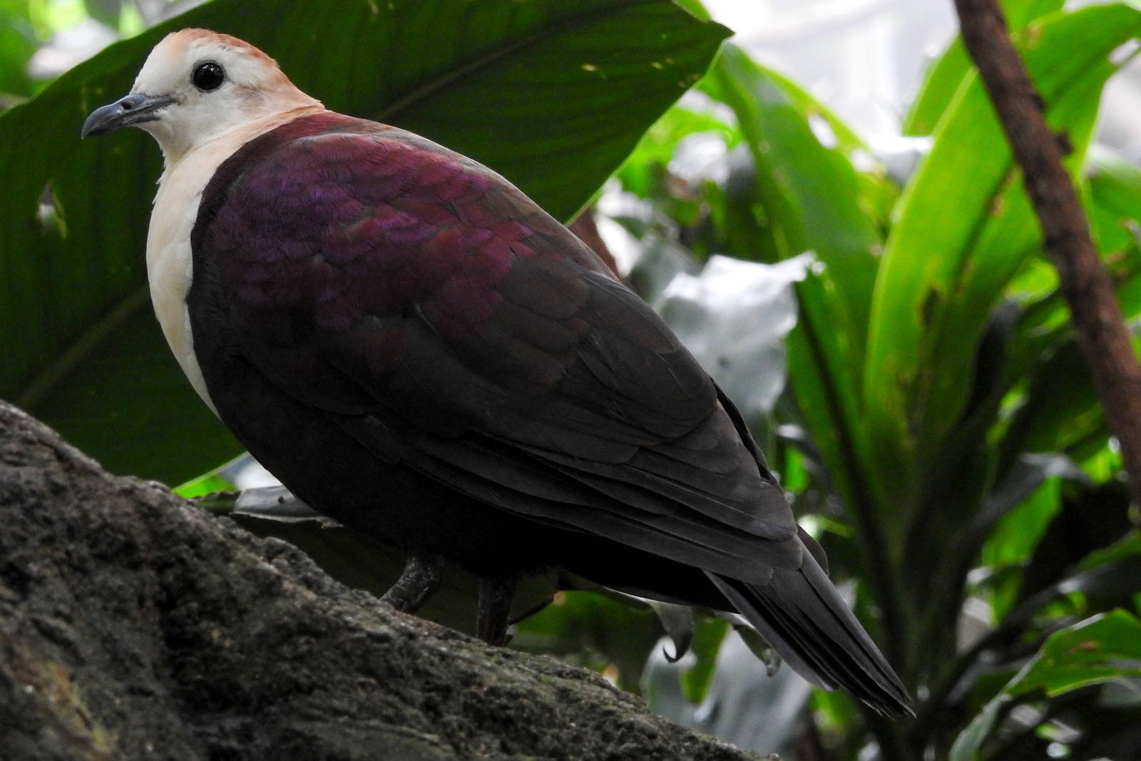 White Throated Ground Dove