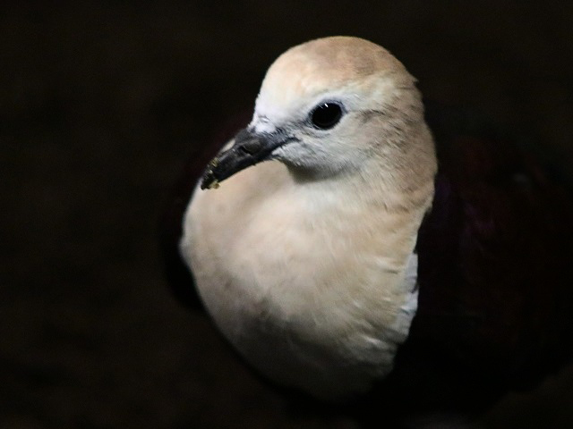 White-throated Ground-dove