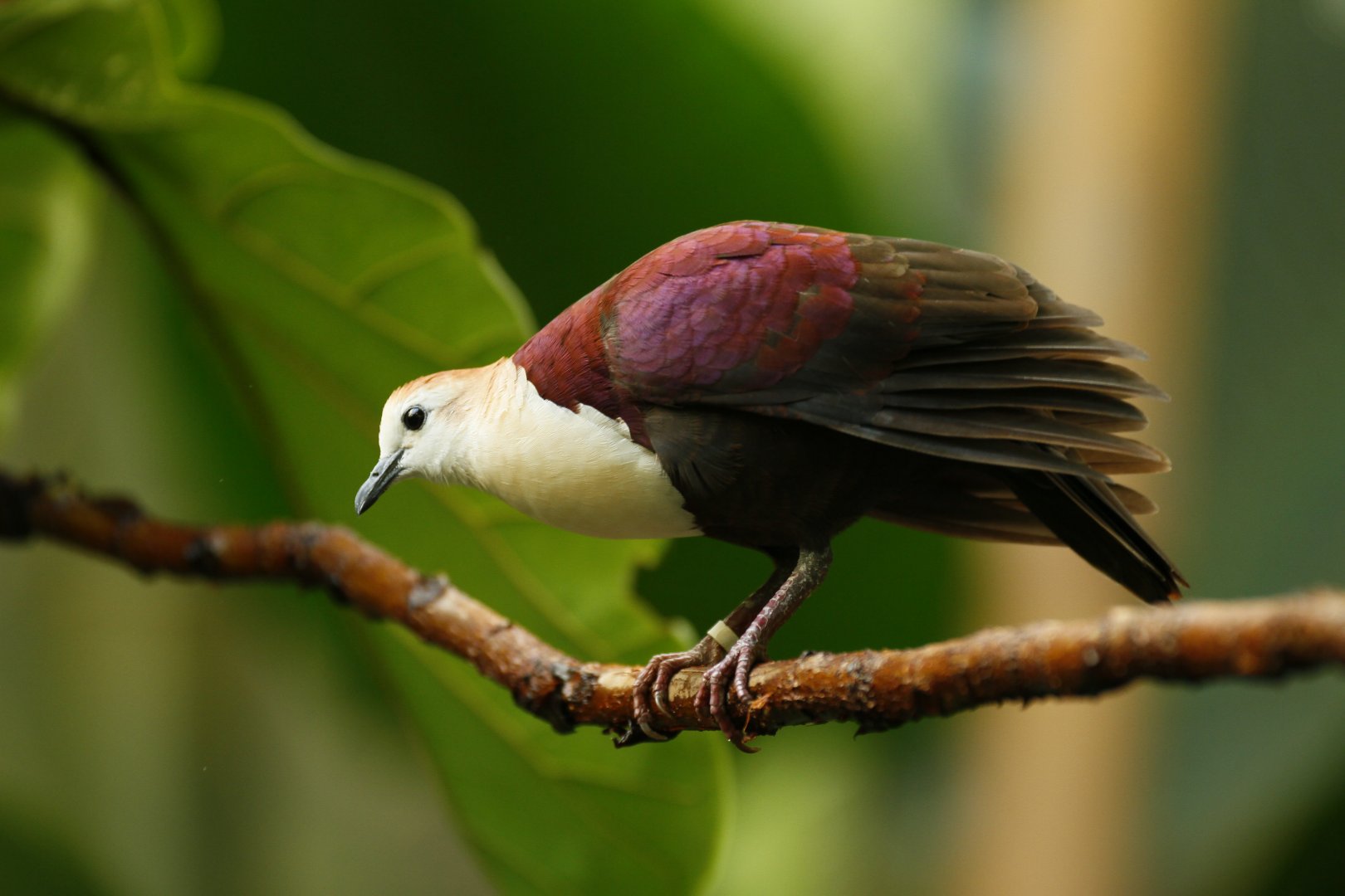 White-throated ground dove