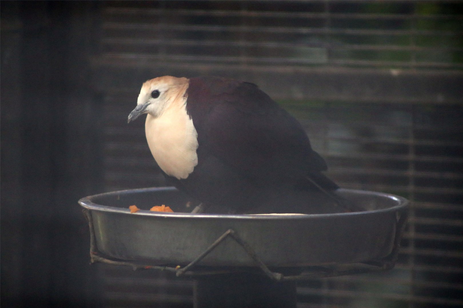 White-throated ground dove