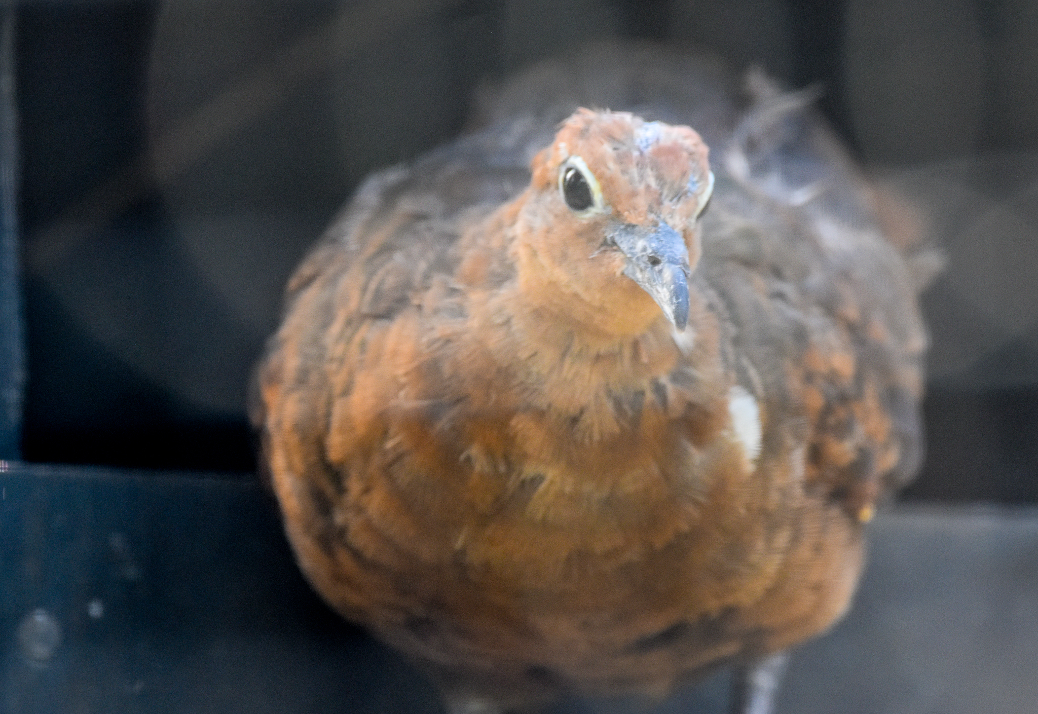 White-throated Ground-Dove