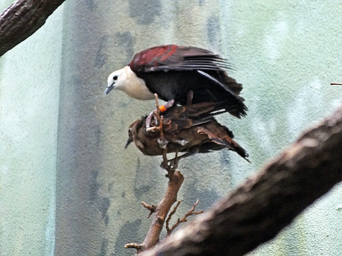 White-throated ground doves