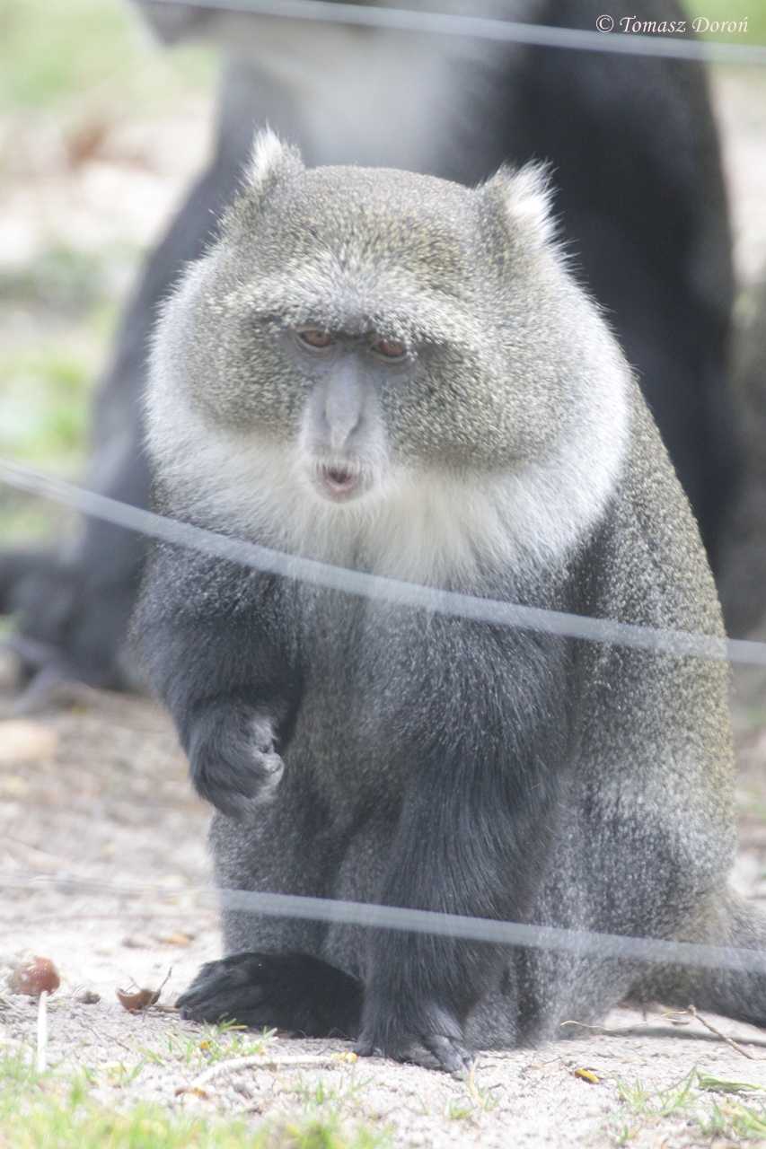 White-throated Guenon (Cercopithecus albogularis)
