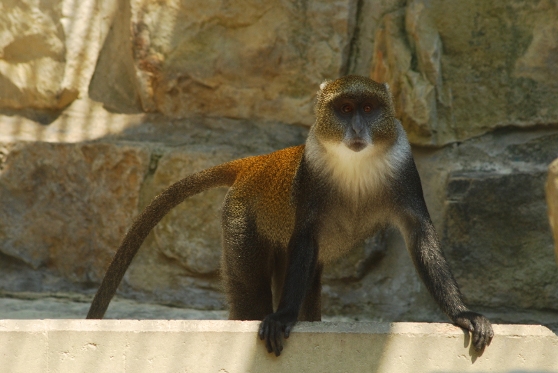 White-throated guenon