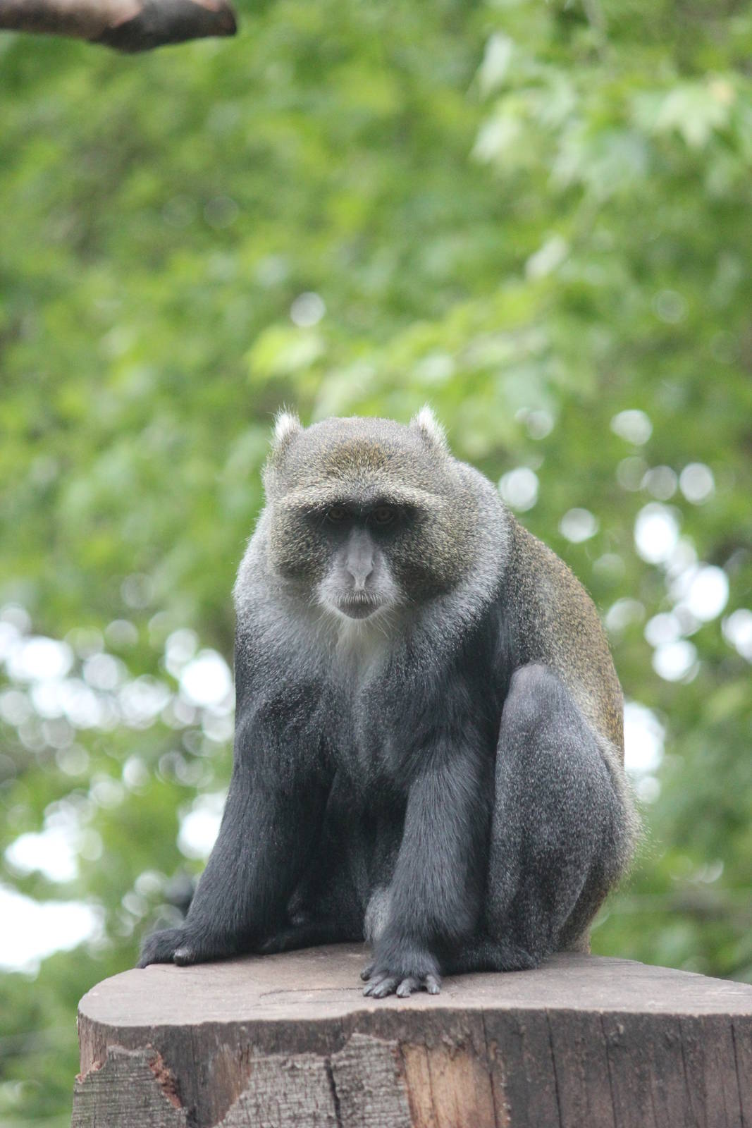White-throated guenon