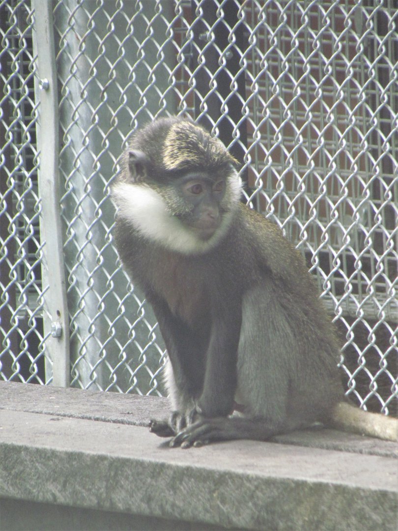 White-throated guenon