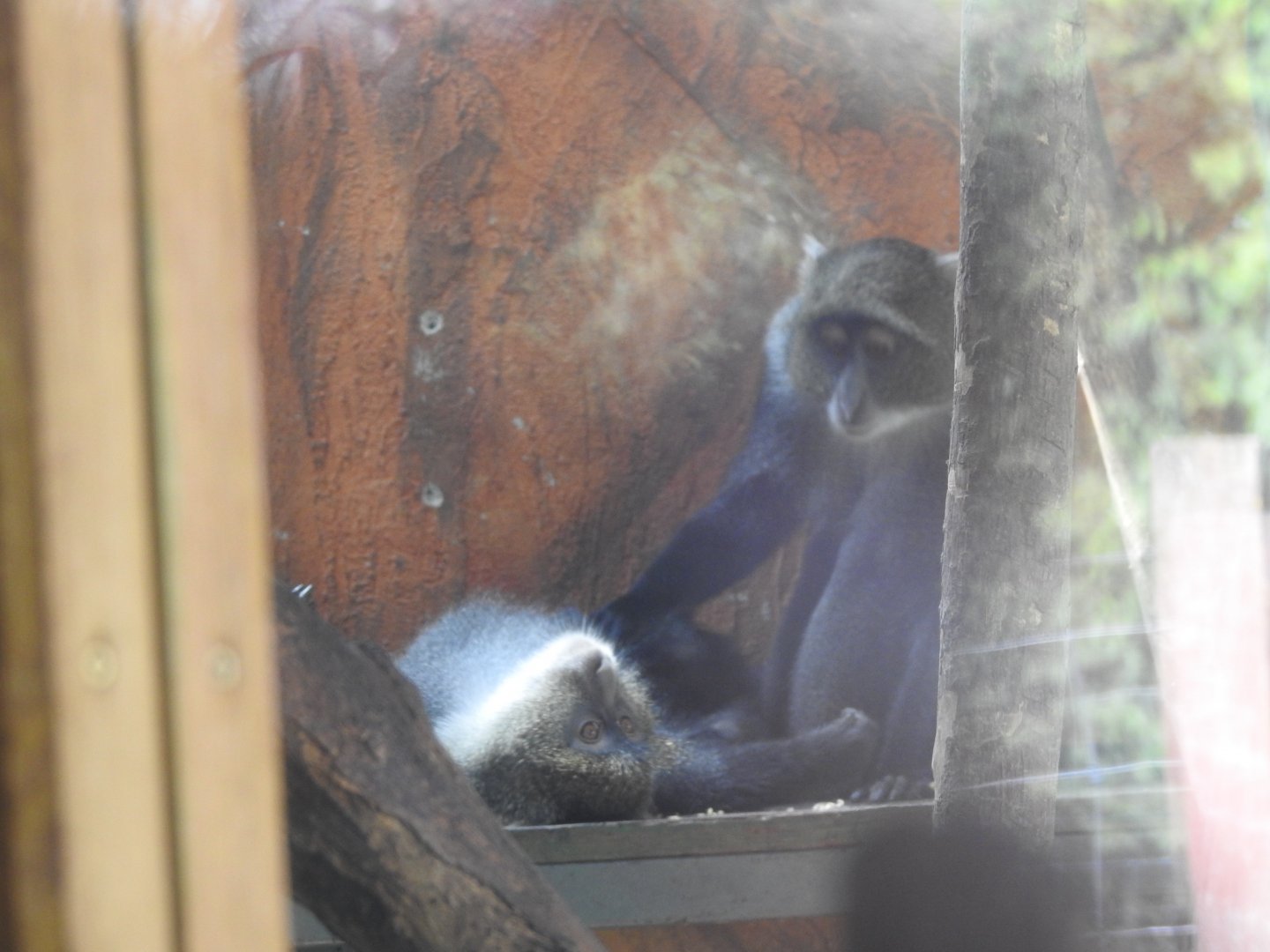 White-throated guenon