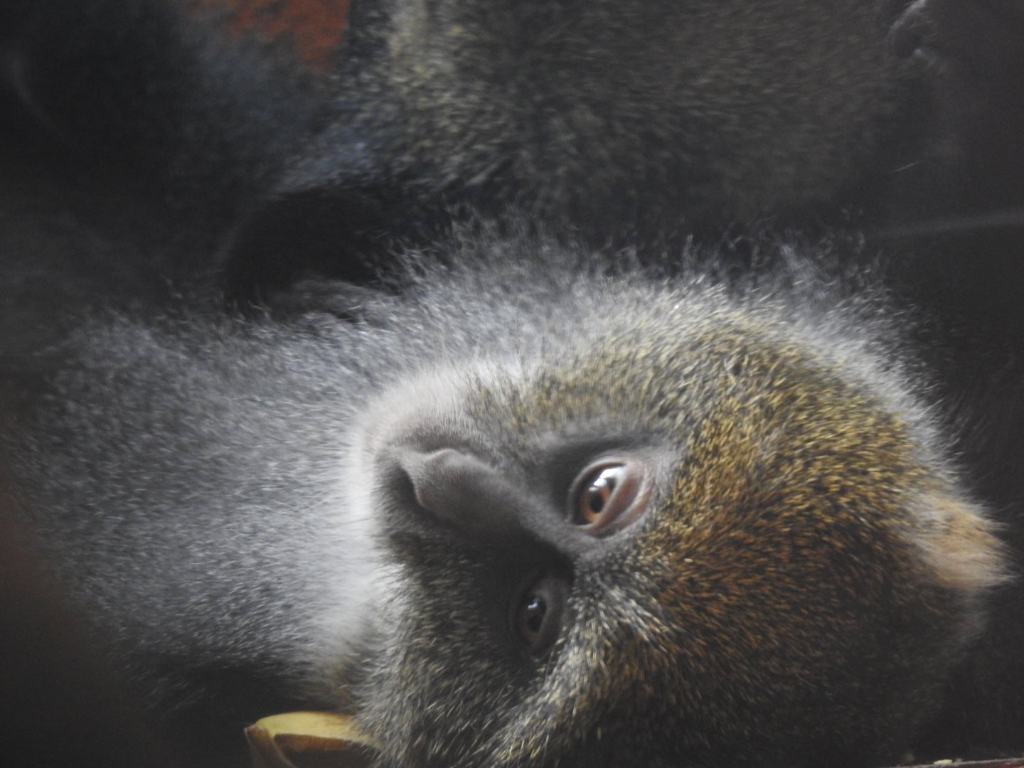White-throated guenon