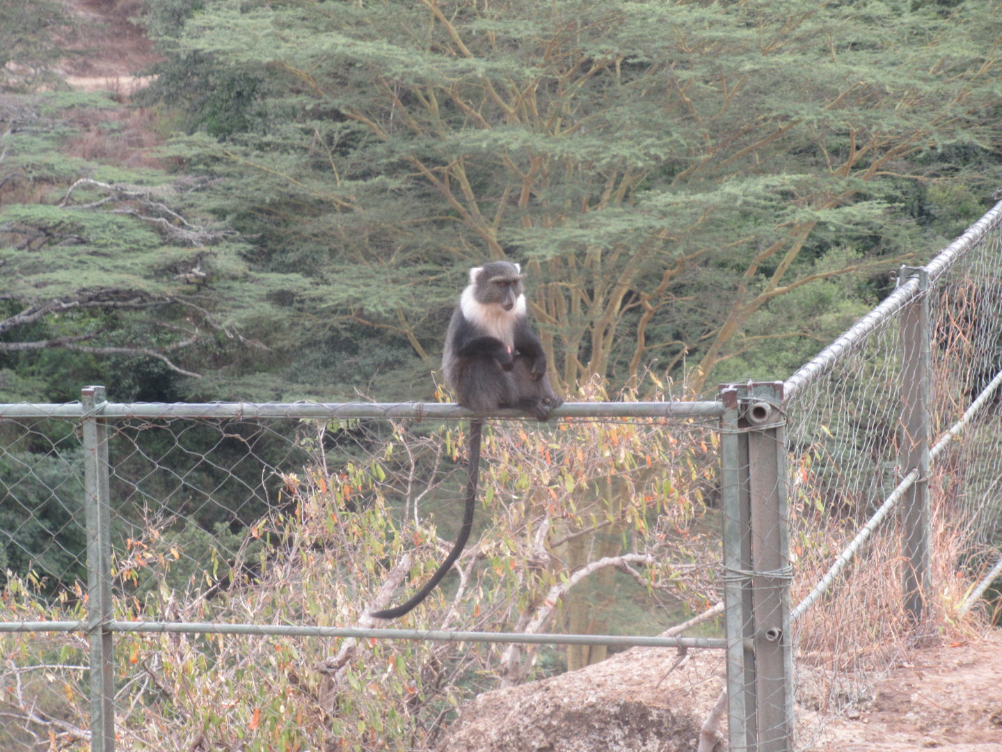White-throated Guenon
