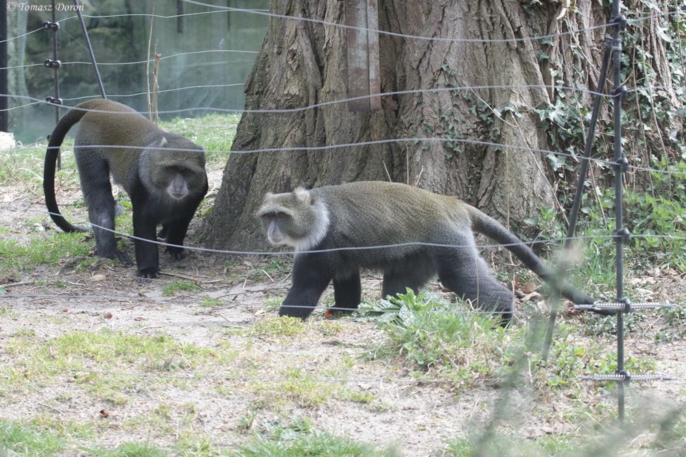 White-throated guenons (Cercopithecus albogularis)