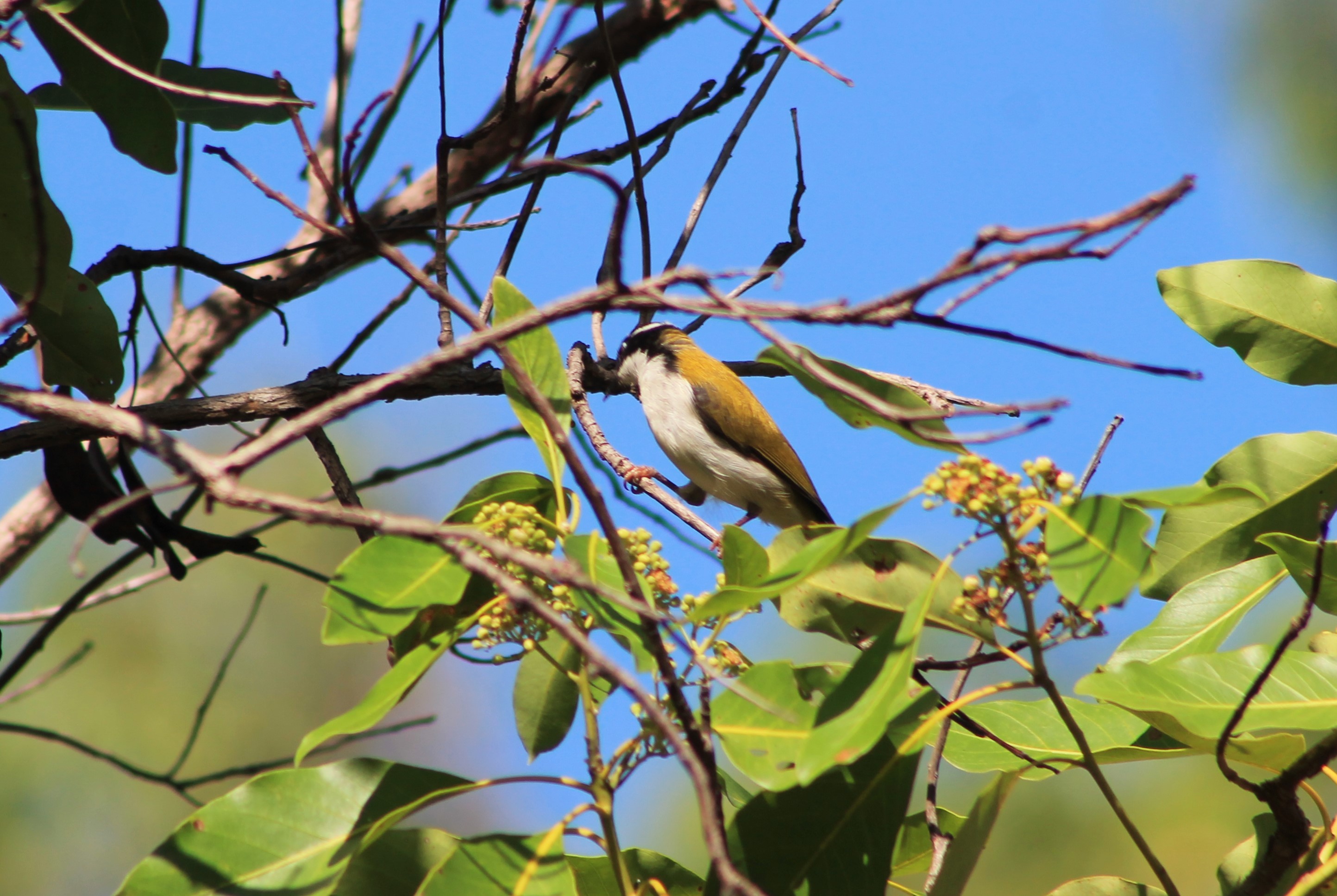 White-throated Honeyeater (Melithreptus albogularis)