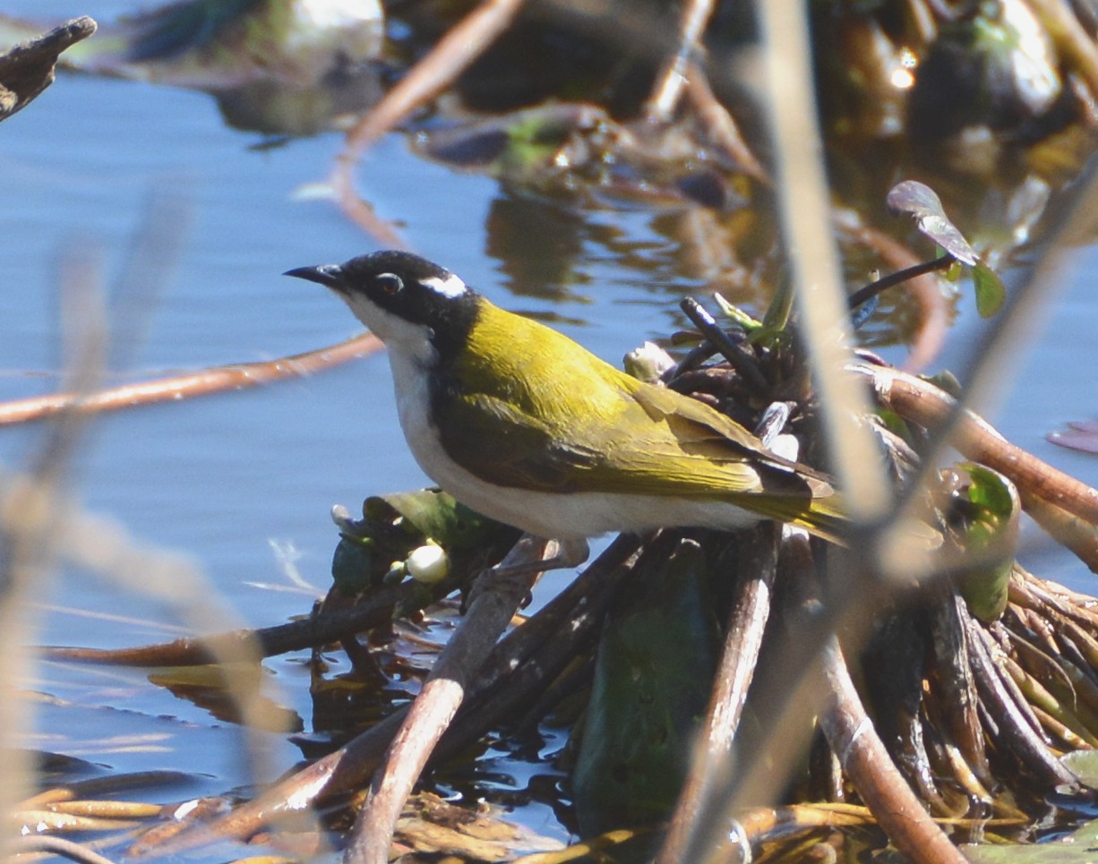 White-throated honeyeater