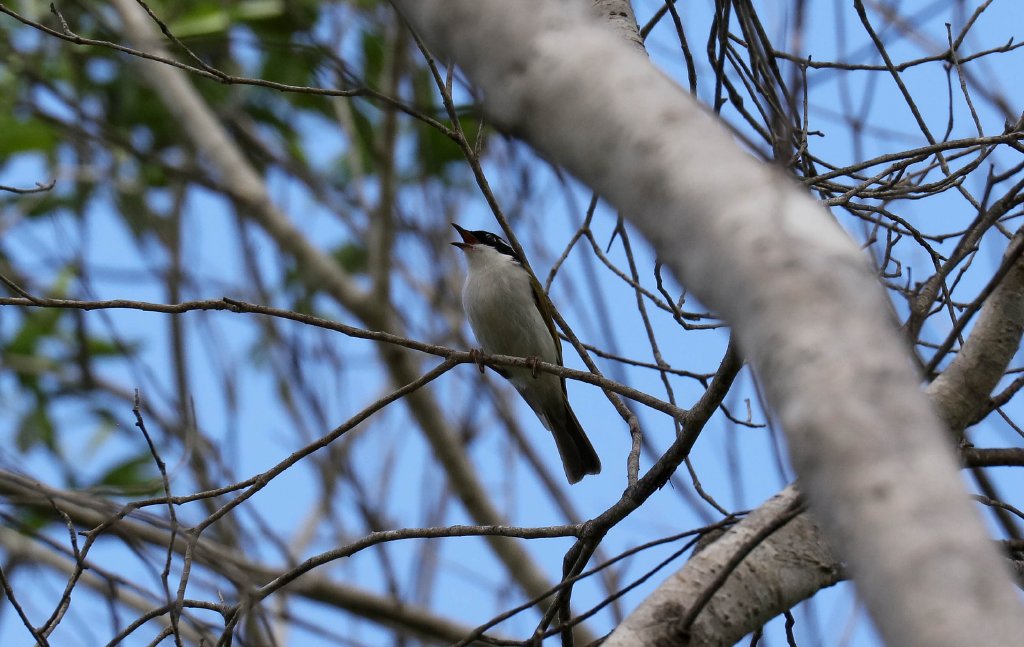 White-throated Honeyeater