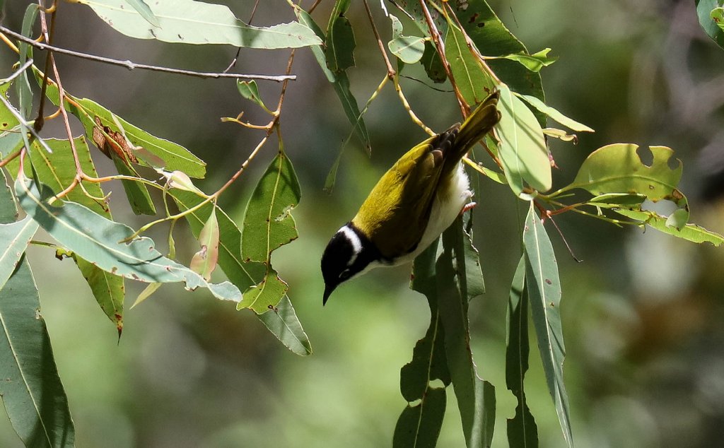 White-throated Honeyeater