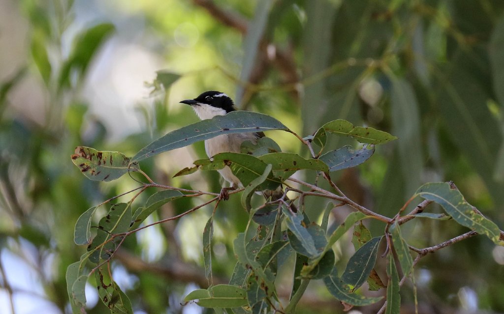 White-throated Honeyeater