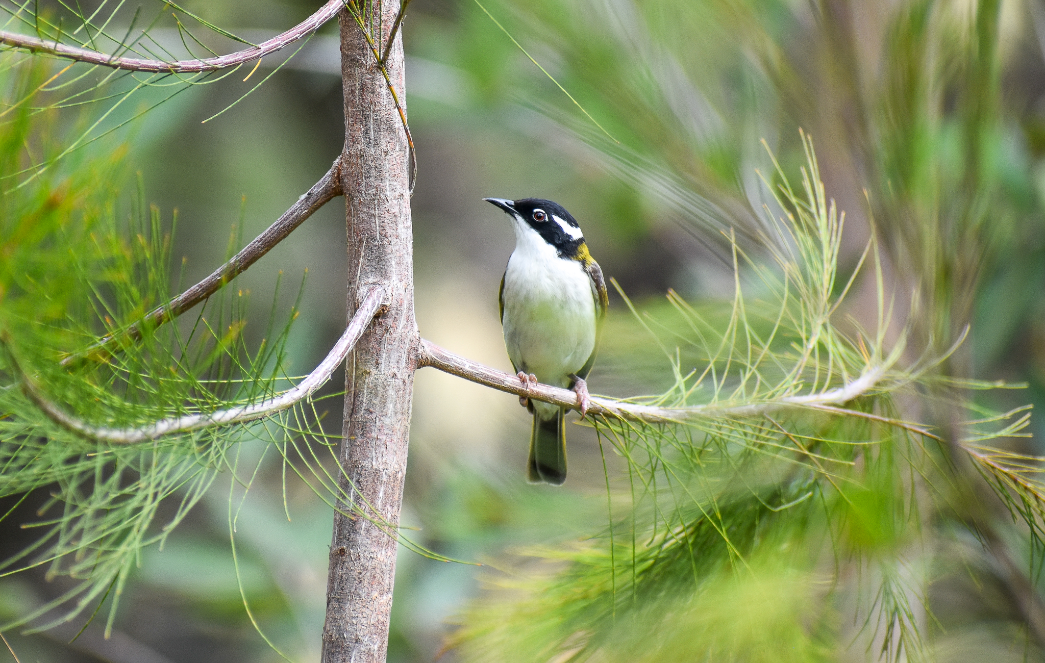 White-throated Honeyeater