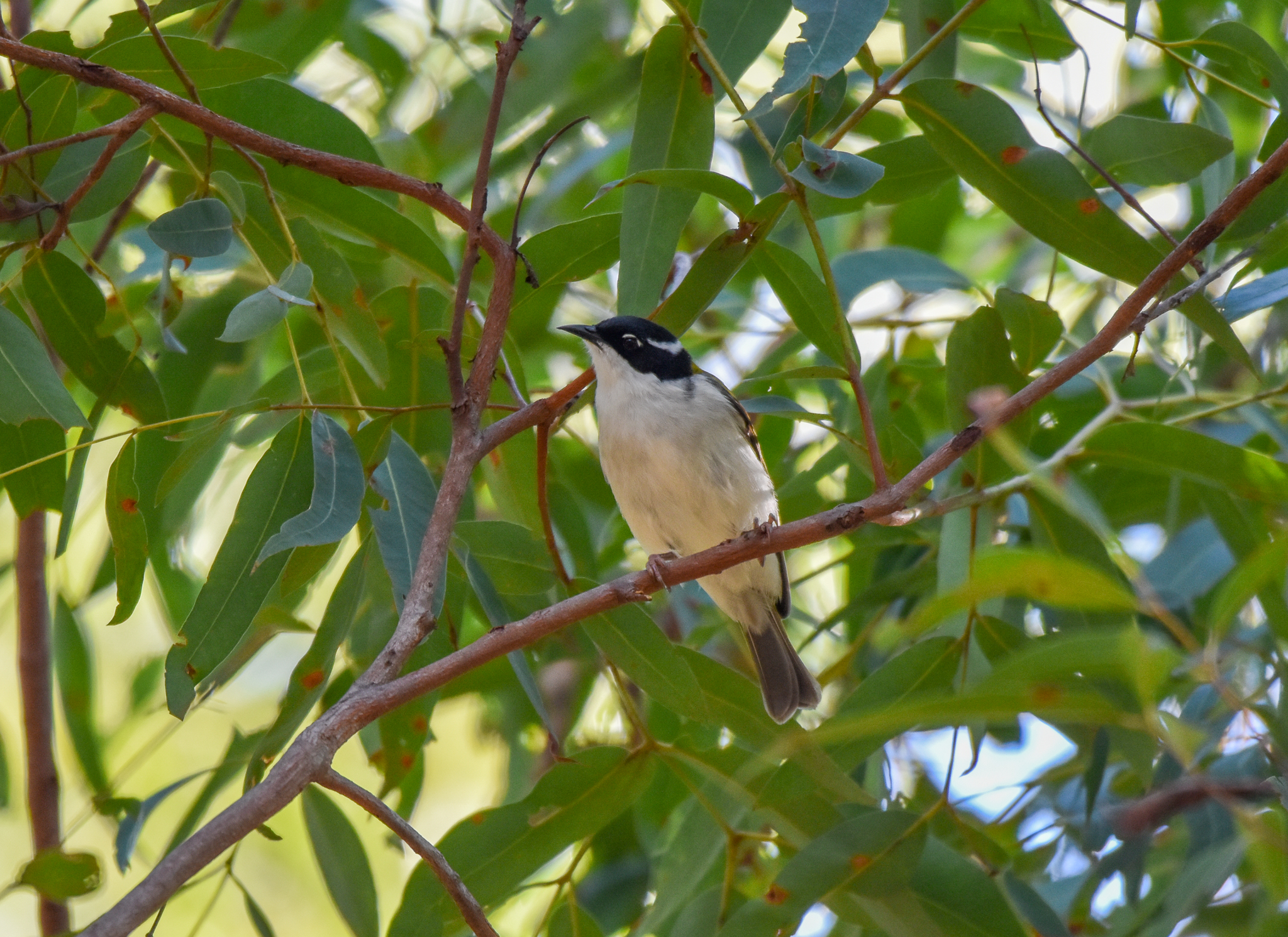 White-throated Honeyeater
