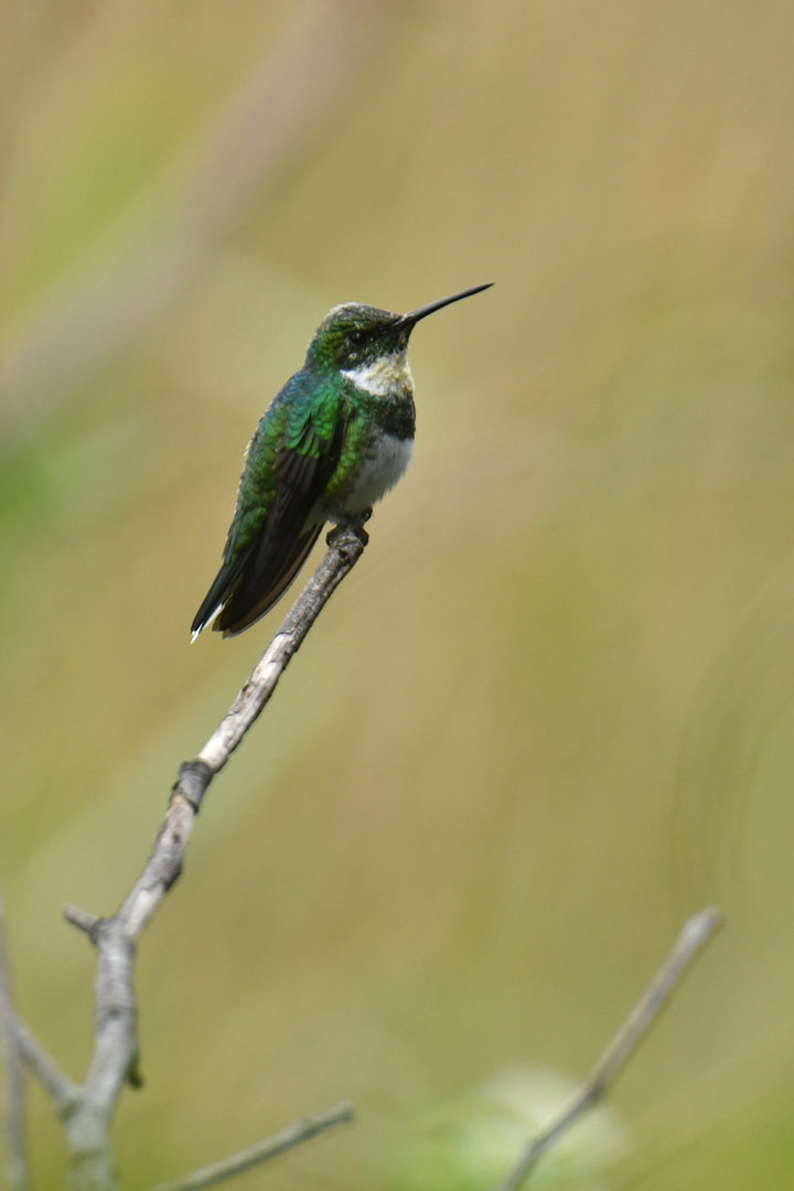 White-throated Hummingbird Leucochloris albicollis