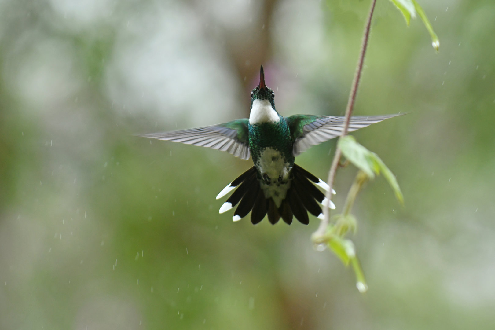 White-throated Hummingbird Leucochloris albicollis