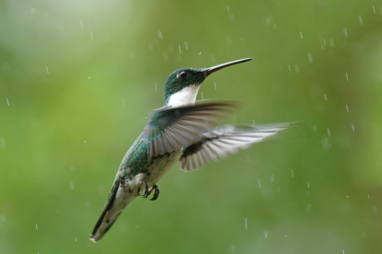 White-throated Hummingbird Leucochloris albicollis