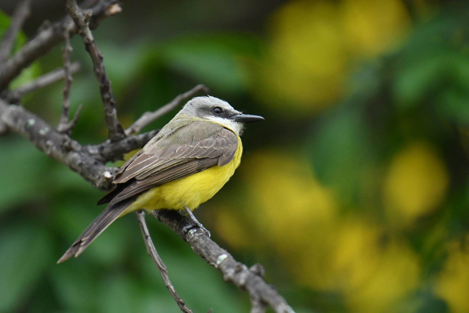 White-throated Kingbird (Tyrannus albogularis)