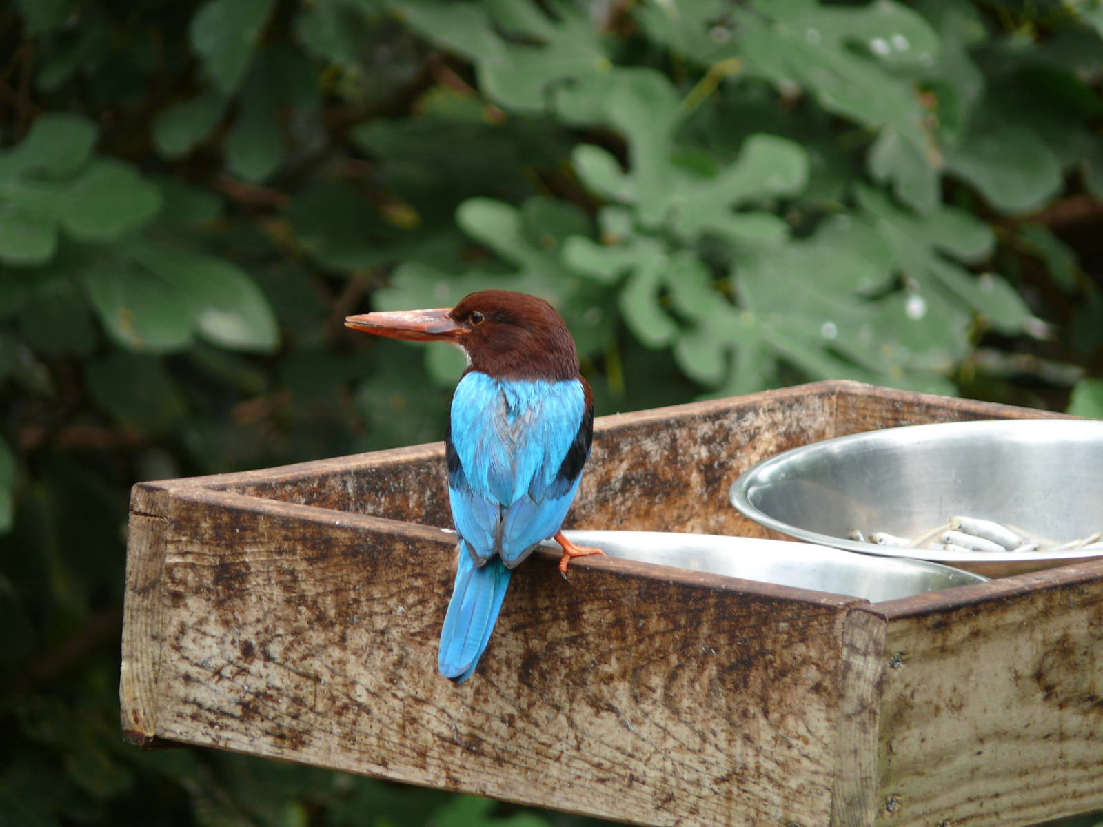 White throated kingfisher (Halcyon smyrnensis)