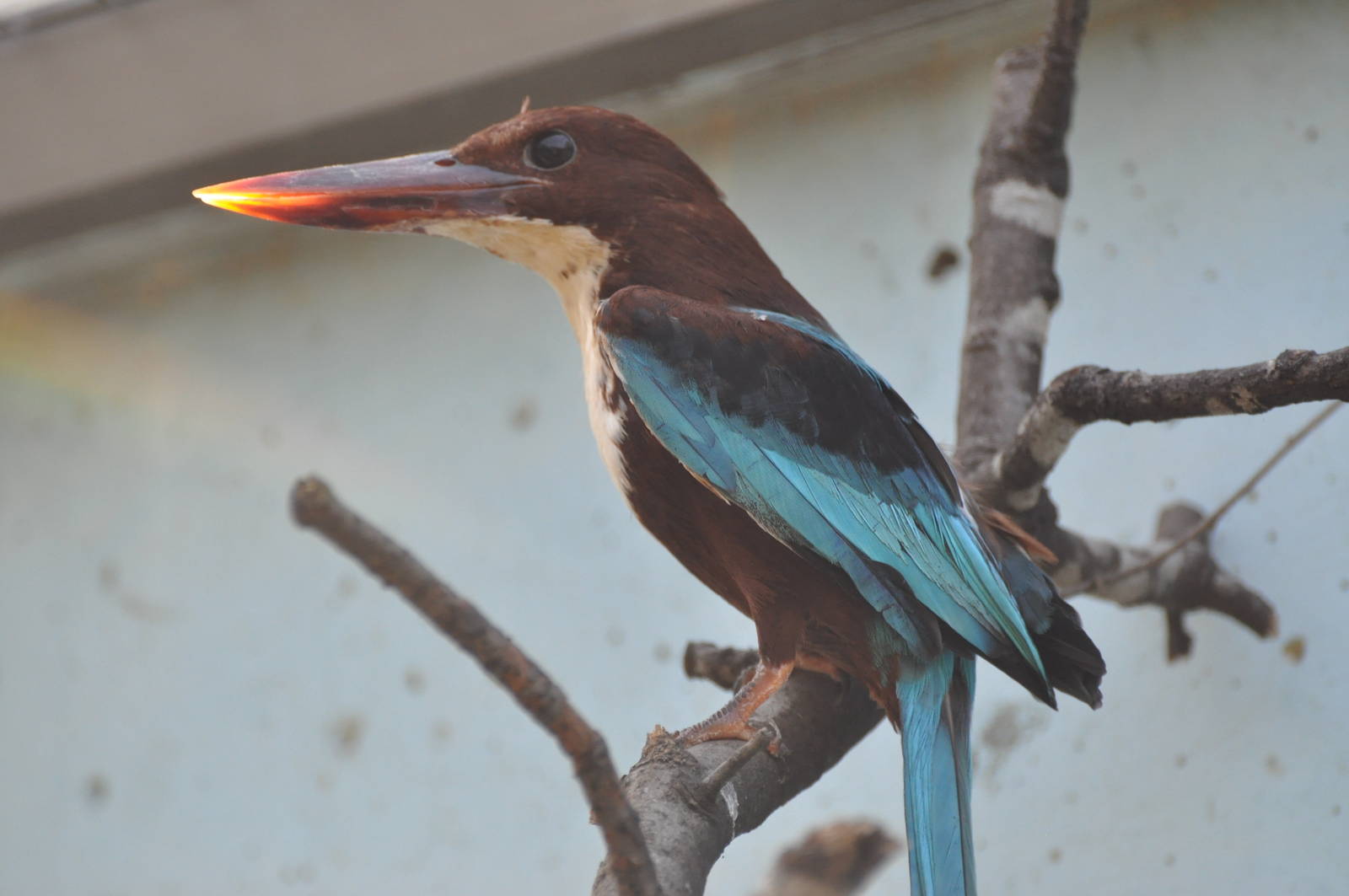White-throated kingfisher/ Halcyon smyrnensis