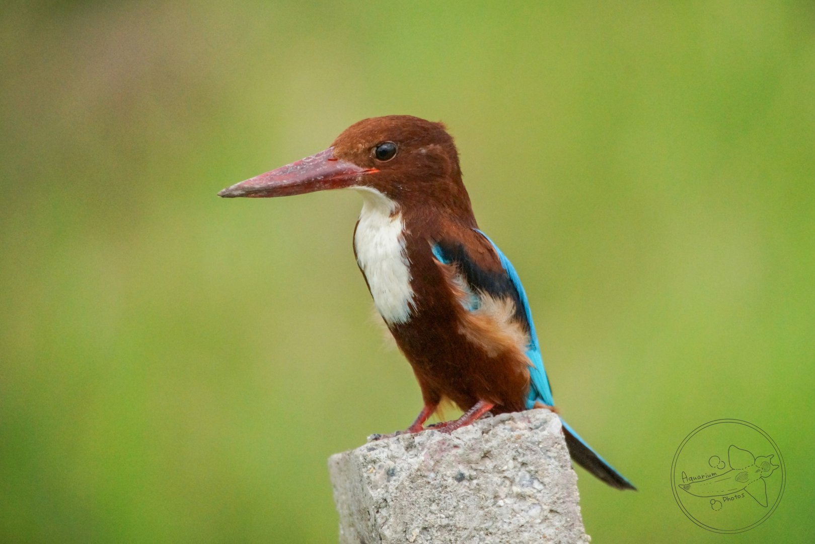 White-throated Kingfisher (Halcyon smyrnensis)