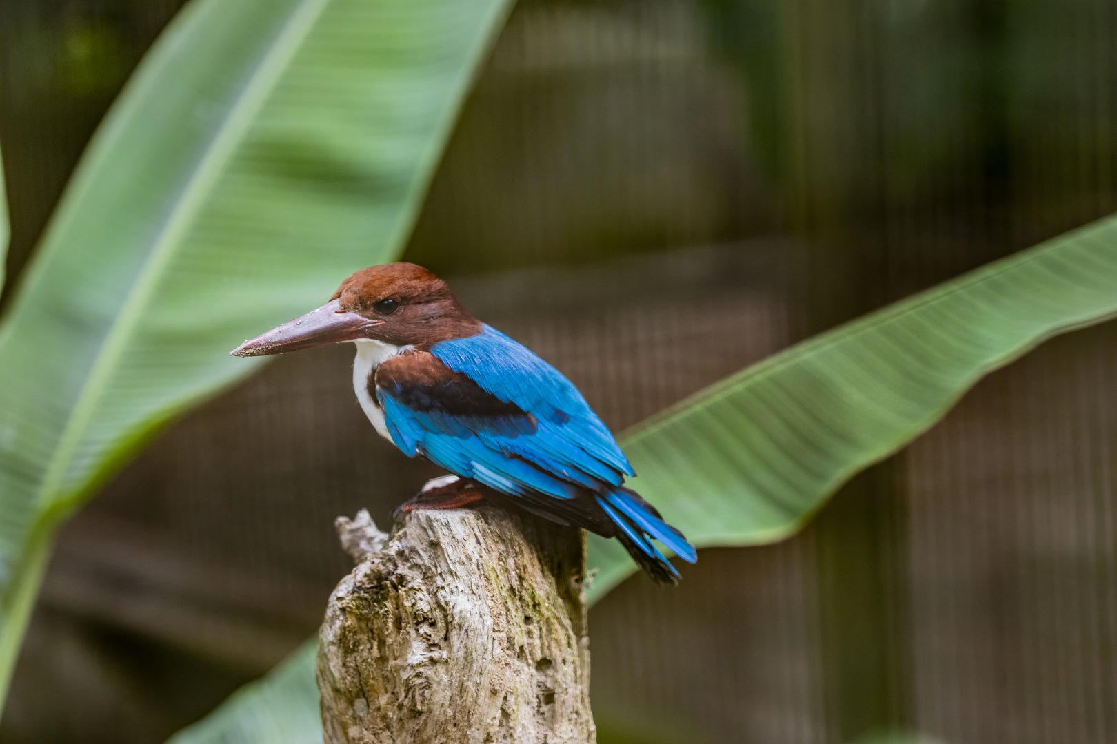 White-throated Kingfisher (Halcyon smyrnensis)
