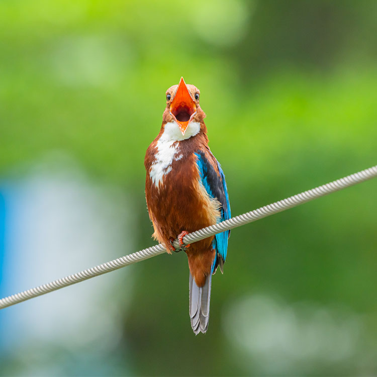 White Throated Kingfisher (Halcyon Smyrnensis)