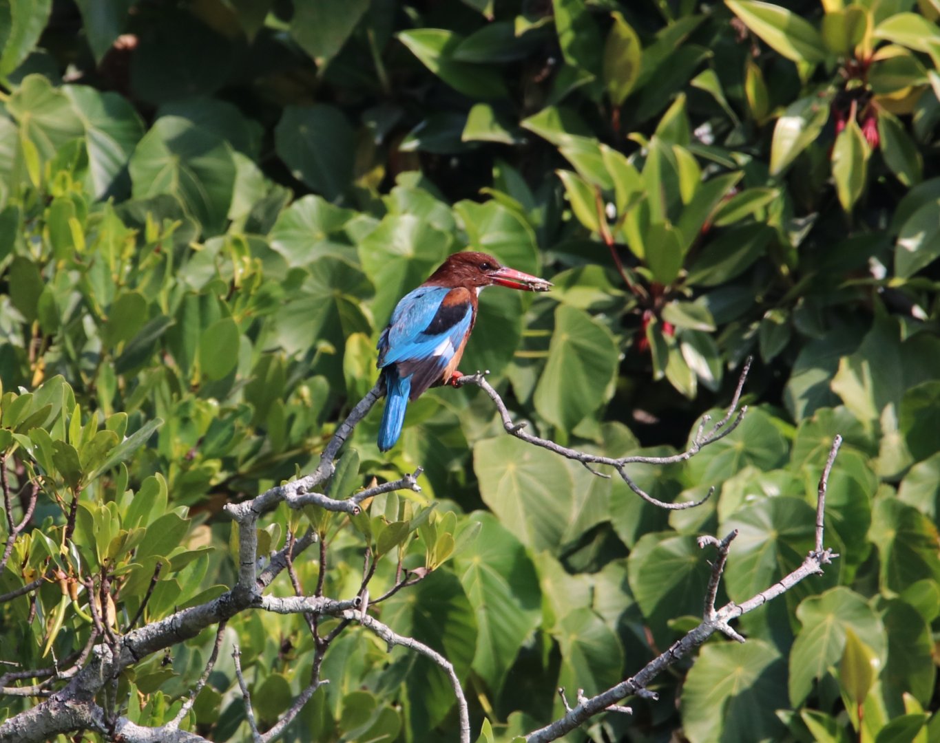 White-throated Kingfisher (Halcyon smyrnensis)