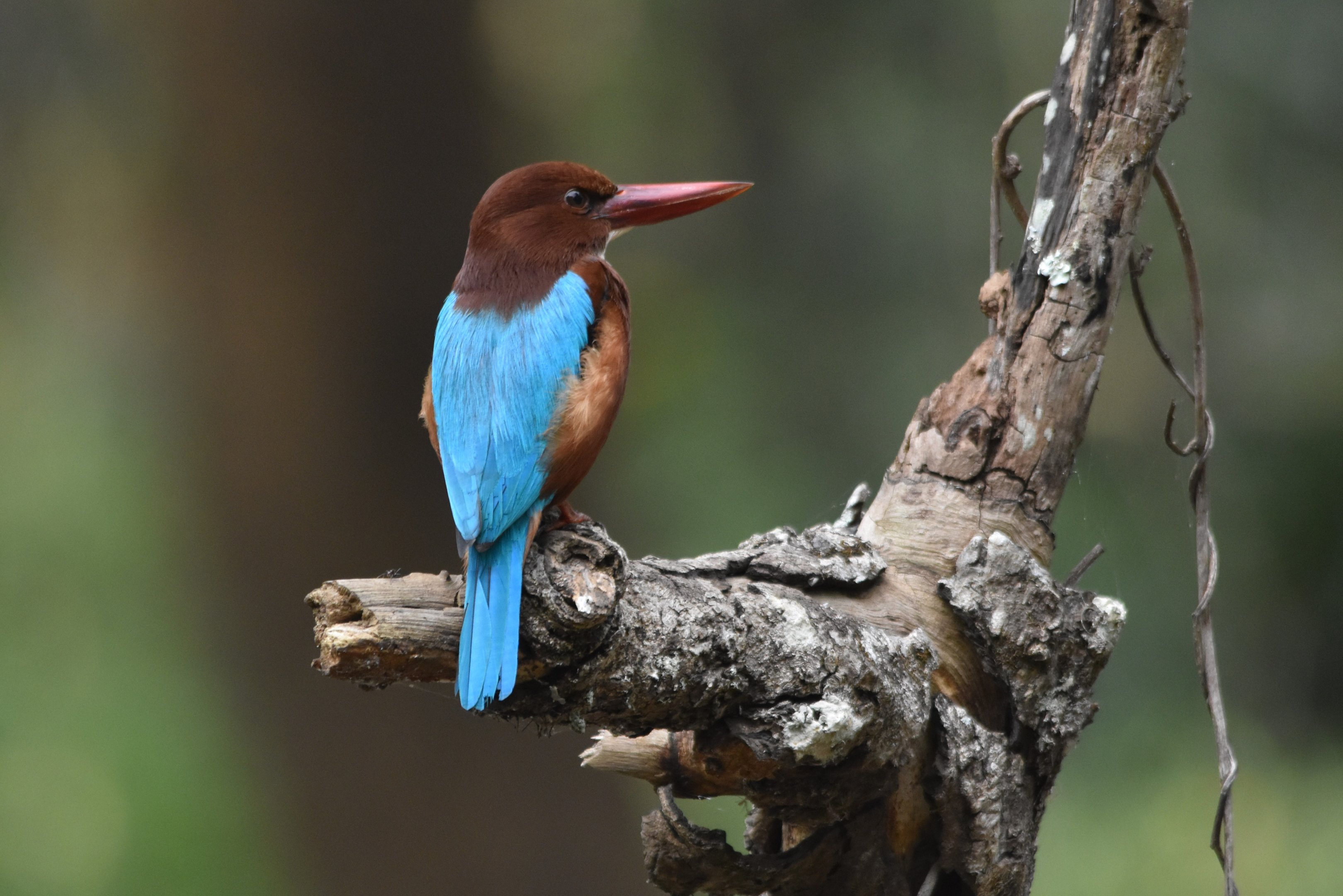 White-throated Kingfisher, Nagarahole Tiger Reserve, 19th November 2024