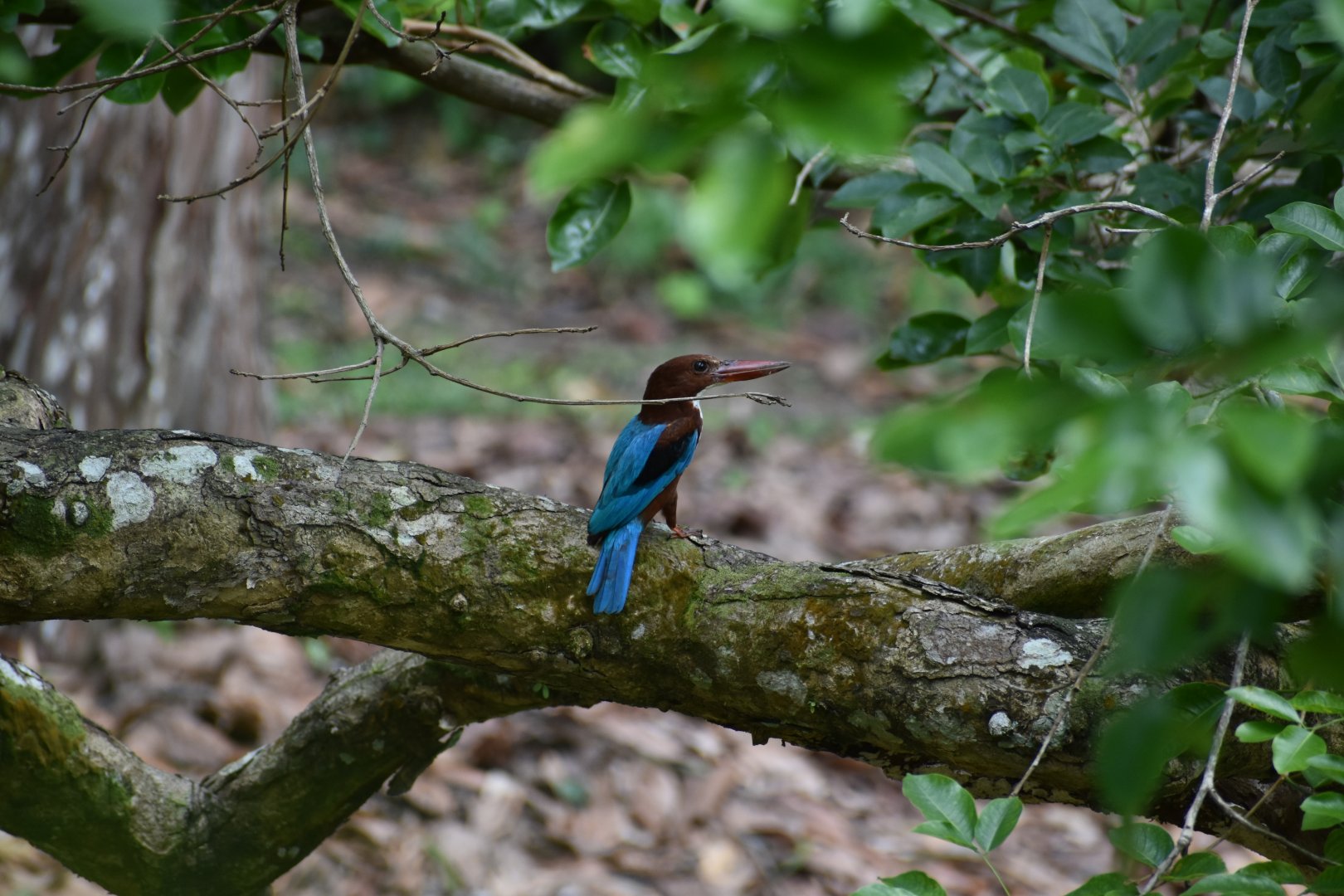 White Throated Kingfisher ~ Singapore Botanic Gardens