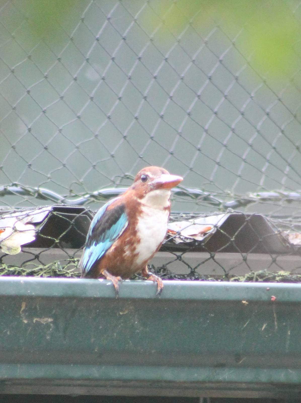 White-throated kingfisher