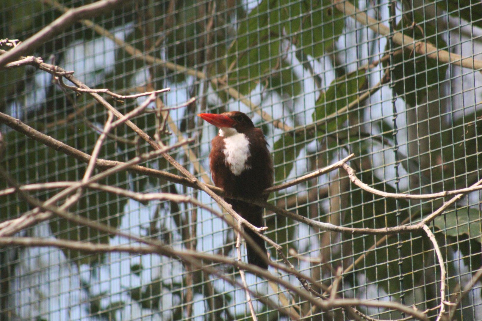 White-Throated Kingfisher