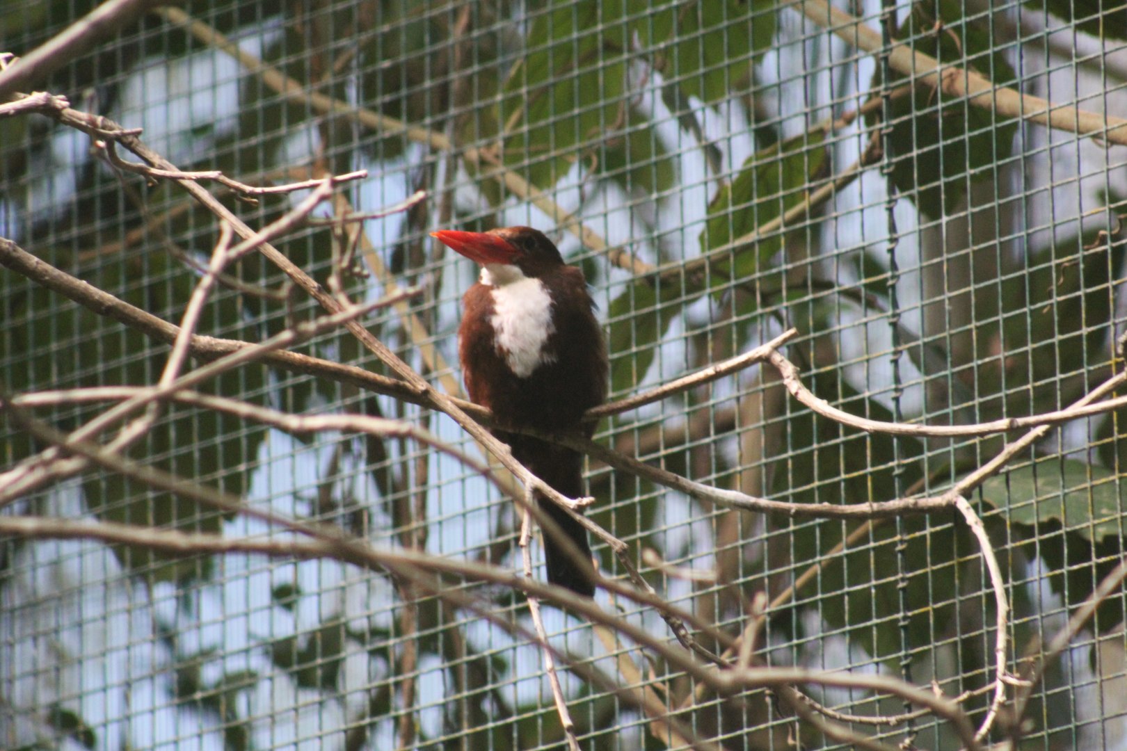 White-Throated Kingfisher