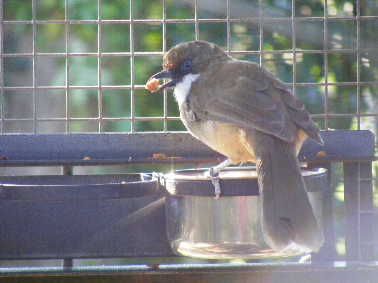 White-throated laughing thrush at Paultons Park, 2 October 2011