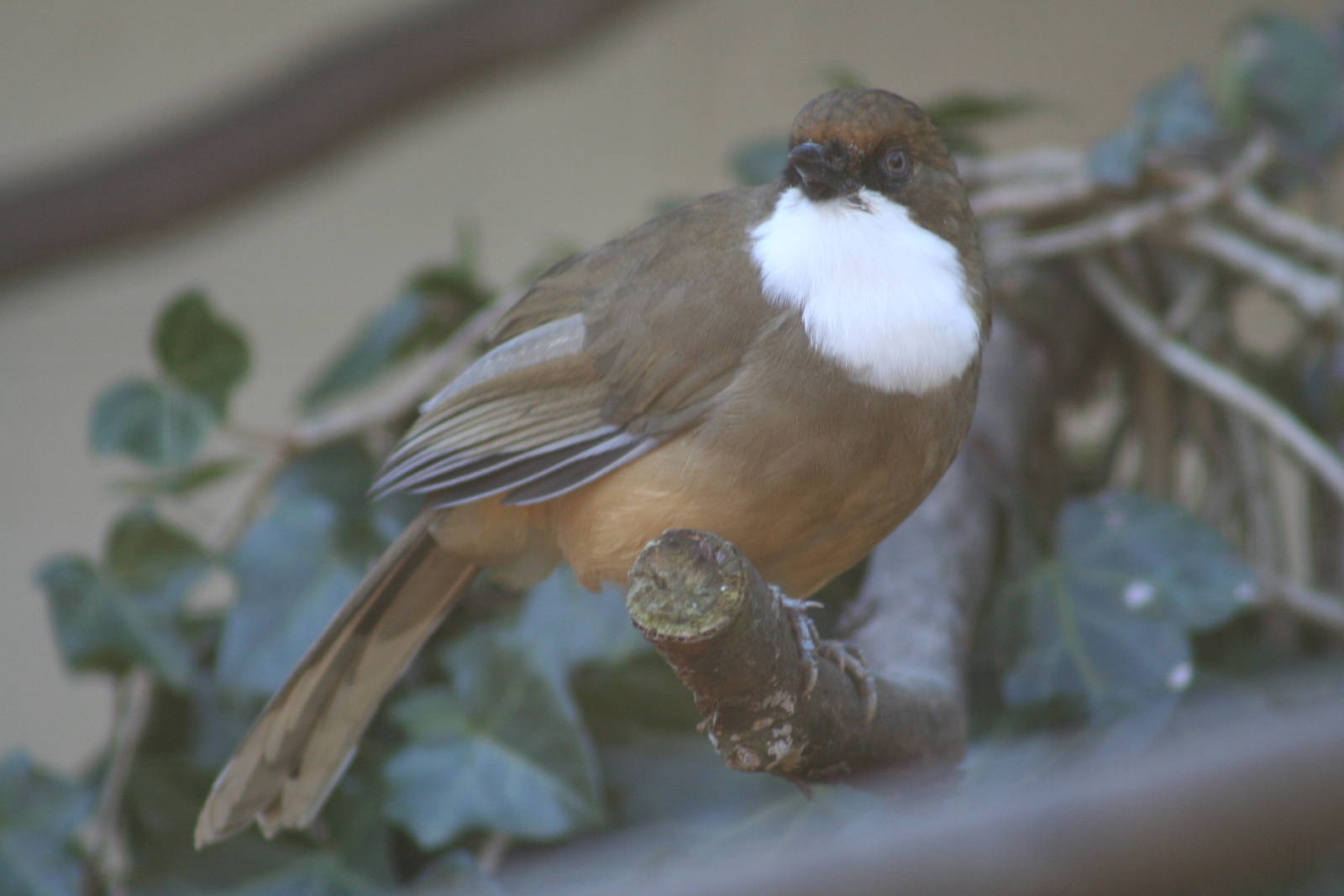 White-Throated Laughing Thrush@ Lotherton; 10.11.2010