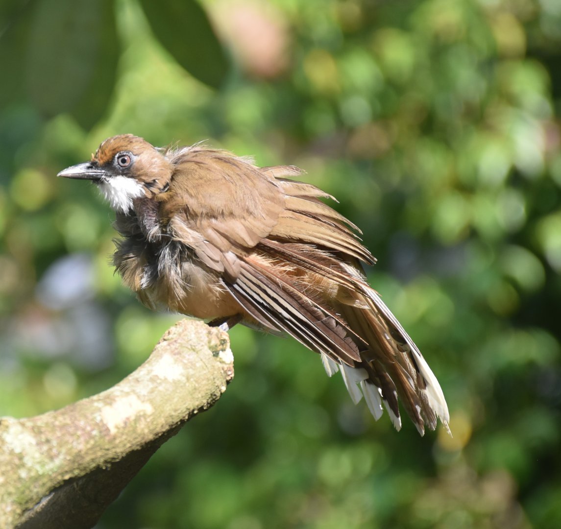 White-throated Laughingthrush (Pterorhinus albogularis)