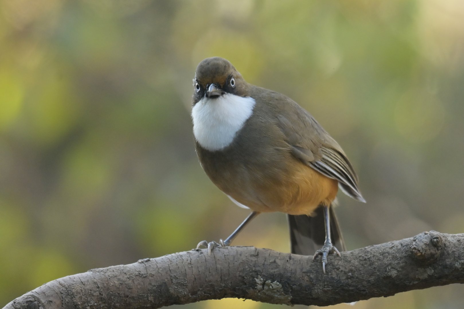 White-throated Laughingthrush Pterorhinus albogularis