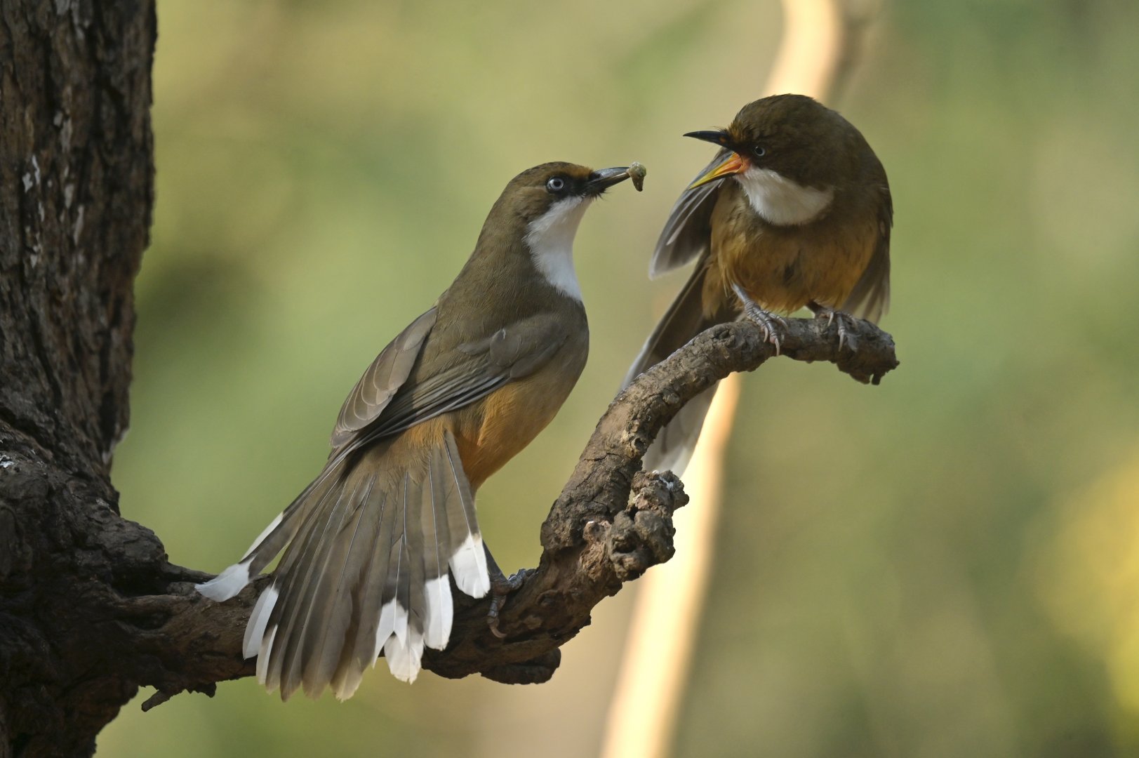 White-throated Laughingthrush Pterorhinus albogularis