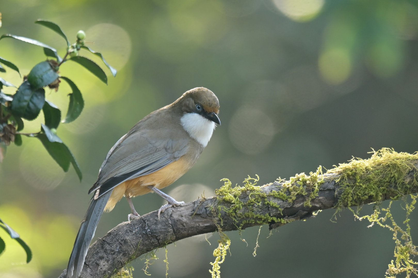 White-throated Laughingthrush Pterorhinus albogularis