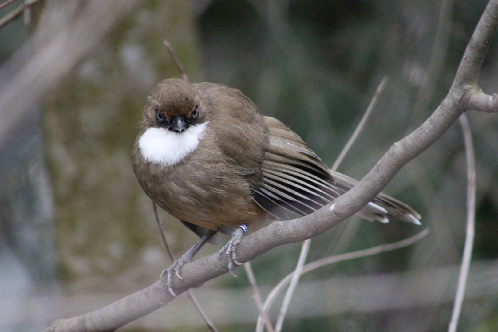 White-throated laughingthrush (Pterorhinus/Garrulax albogularis)