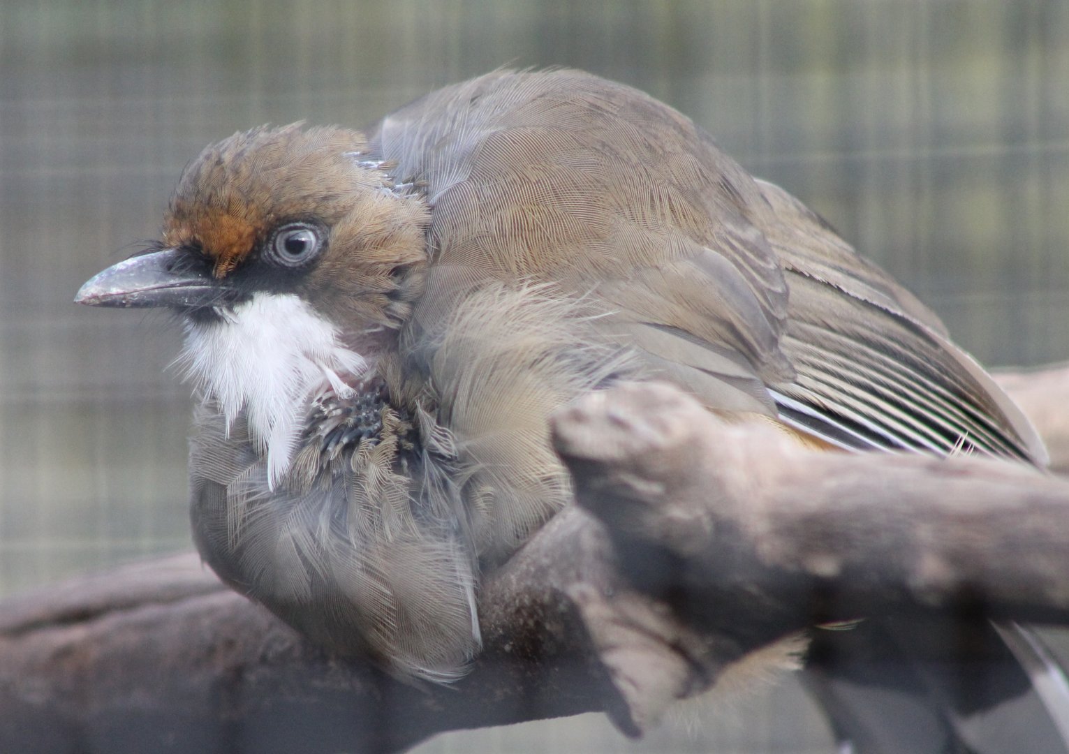 White-throated laughingthrush