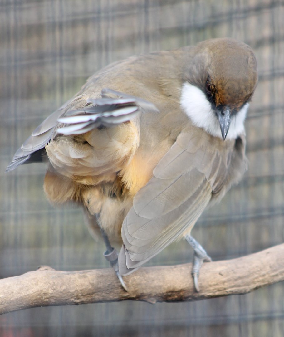 White-throated laughingthrush