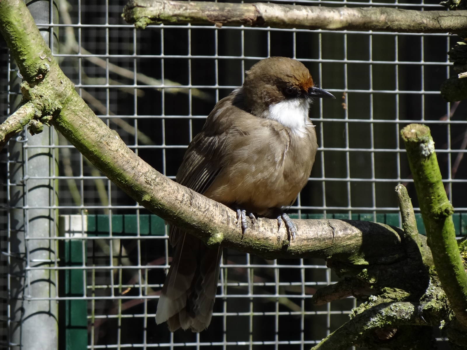 White-throated laughingtrush