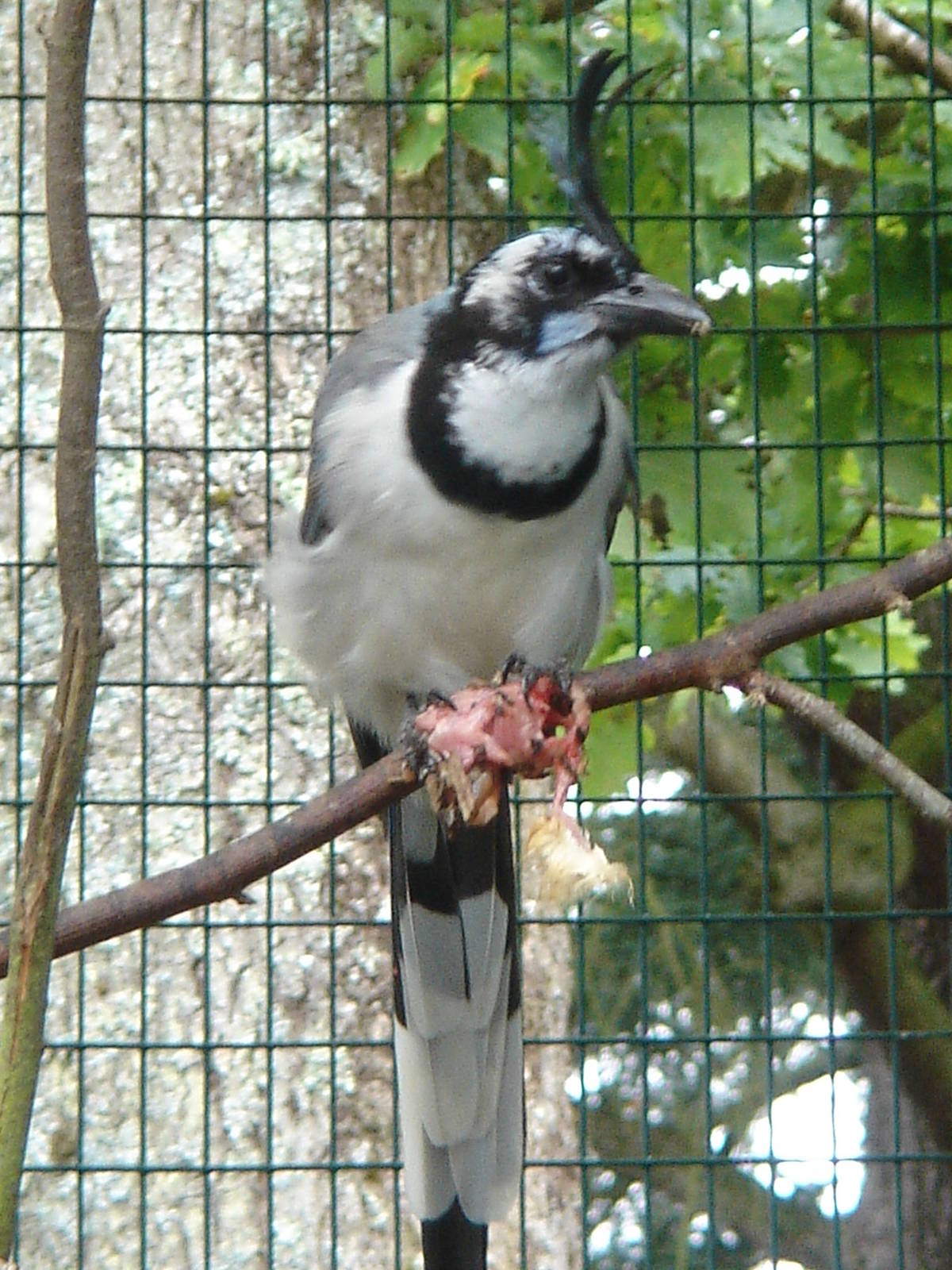 White-Throated Magpie-Jay 2009