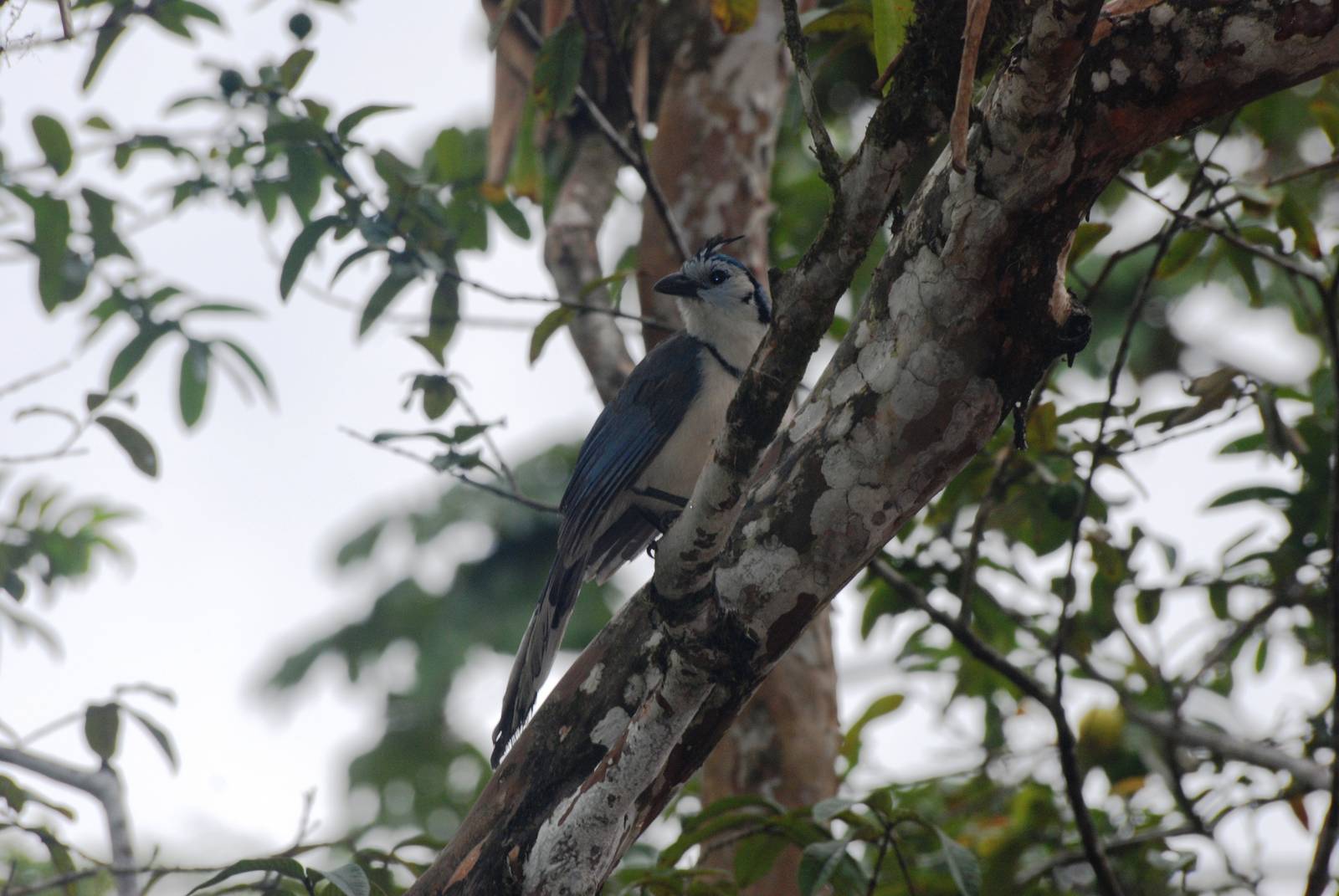 White-throated Magpie-Jay at Arenal, 18/04/14