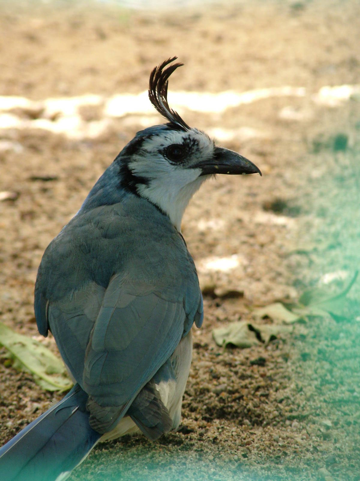 White-throated Magpie Jay at Lisbon Zoo, 24/05/11